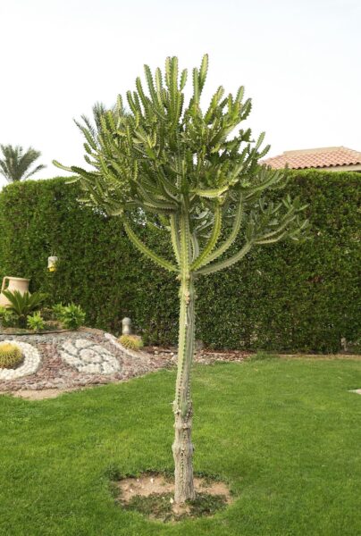 Cactus cacti elongated tree in park garden in summer, outdoor, nature landscape, tropics, vertical